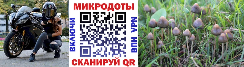 Галлюциногенные грибы Psilocybine cubensis  Купить где  Сунжа 
